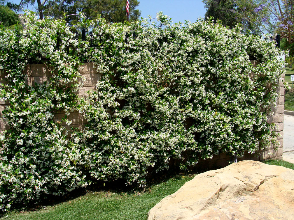 Asian jasmine evergreen vines ground cover plants
